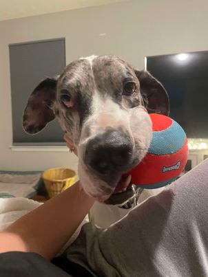 Enlarge Storm, a Adoptable Great Dane in Lancaster, PA image 6/6