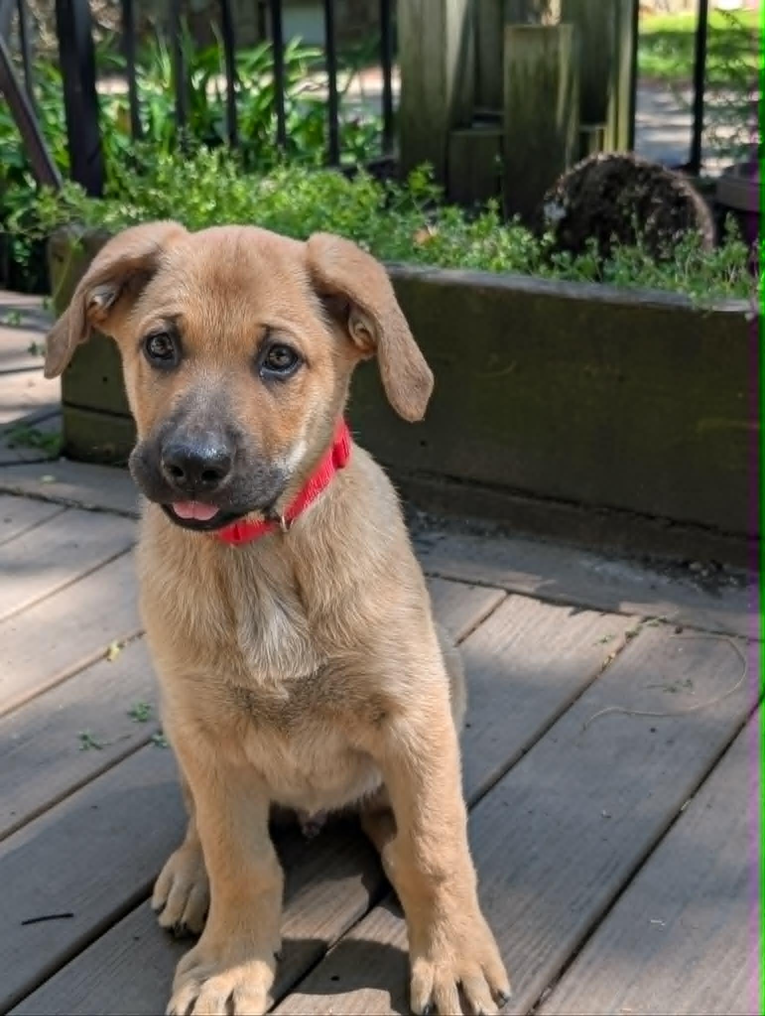 Enlarge Apollo, a ADOPTABLE mixed breed in Battle Creek, MI image 1/3