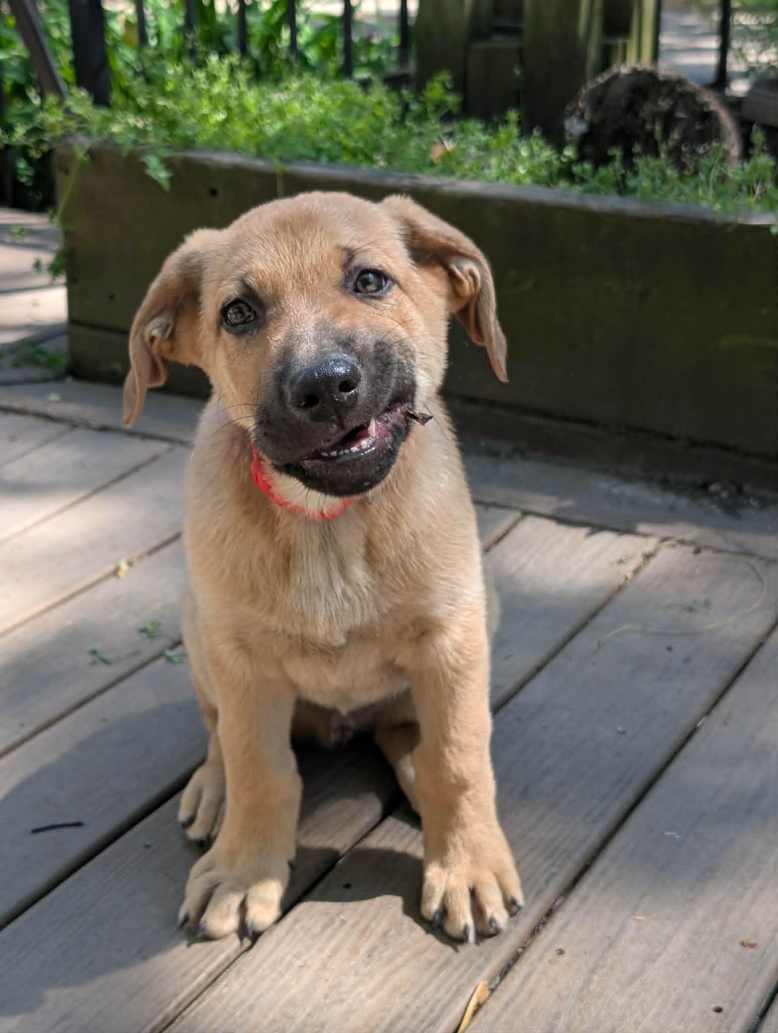 Enlarge Apollo, a ADOPTABLE mixed breed in Battle Creek, MI image 2/3