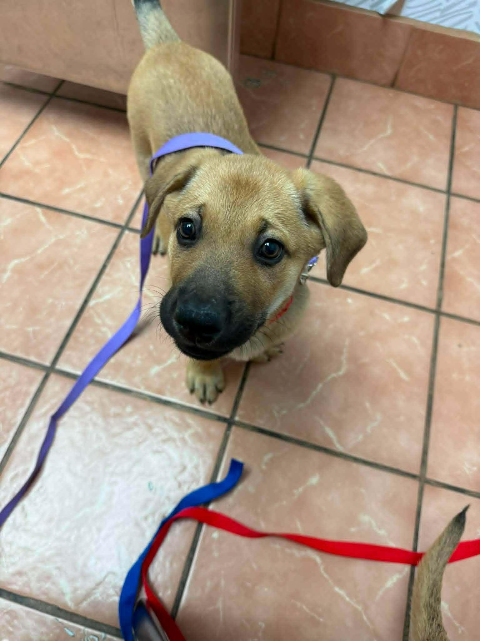 Enlarge Apollo, a ADOPTABLE mixed breed in Battle Creek, MI image 3/3