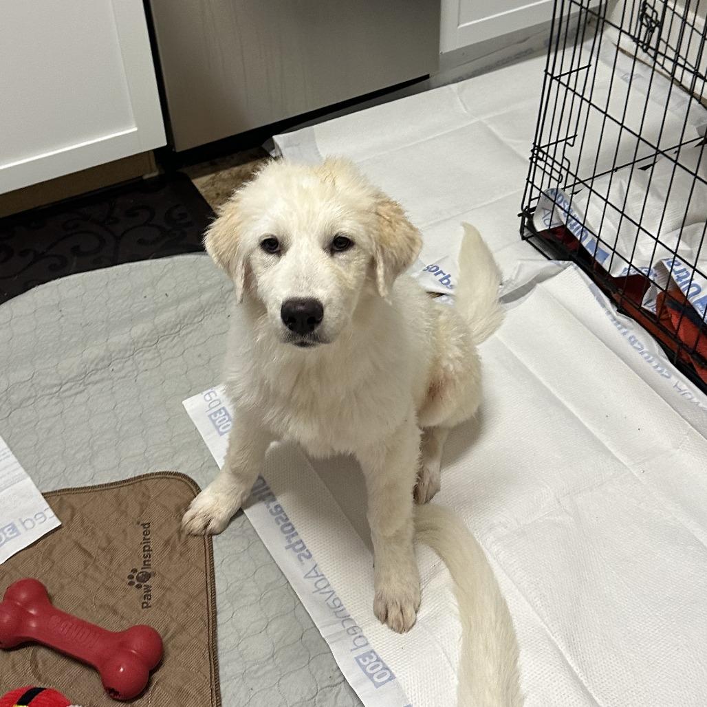 Enlarge Nippet, a Adoptable Great Pyrenees in San Antonio, TX image 2/5