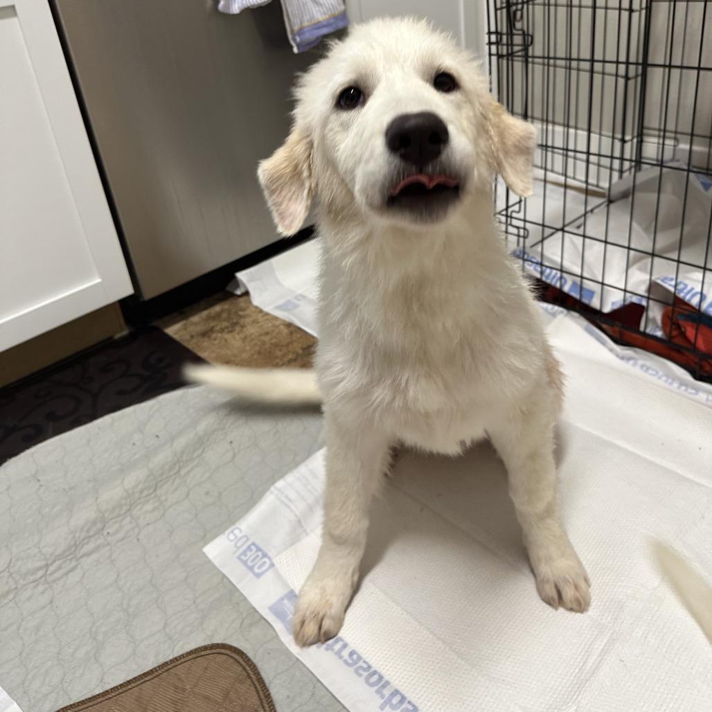 Enlarge Nippet, a Adoptable Great Pyrenees in San Antonio, TX image 3/5