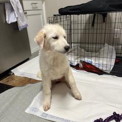 Enlarge Nippet, a Adoptable Great Pyrenees in San Antonio, TX image 4/5