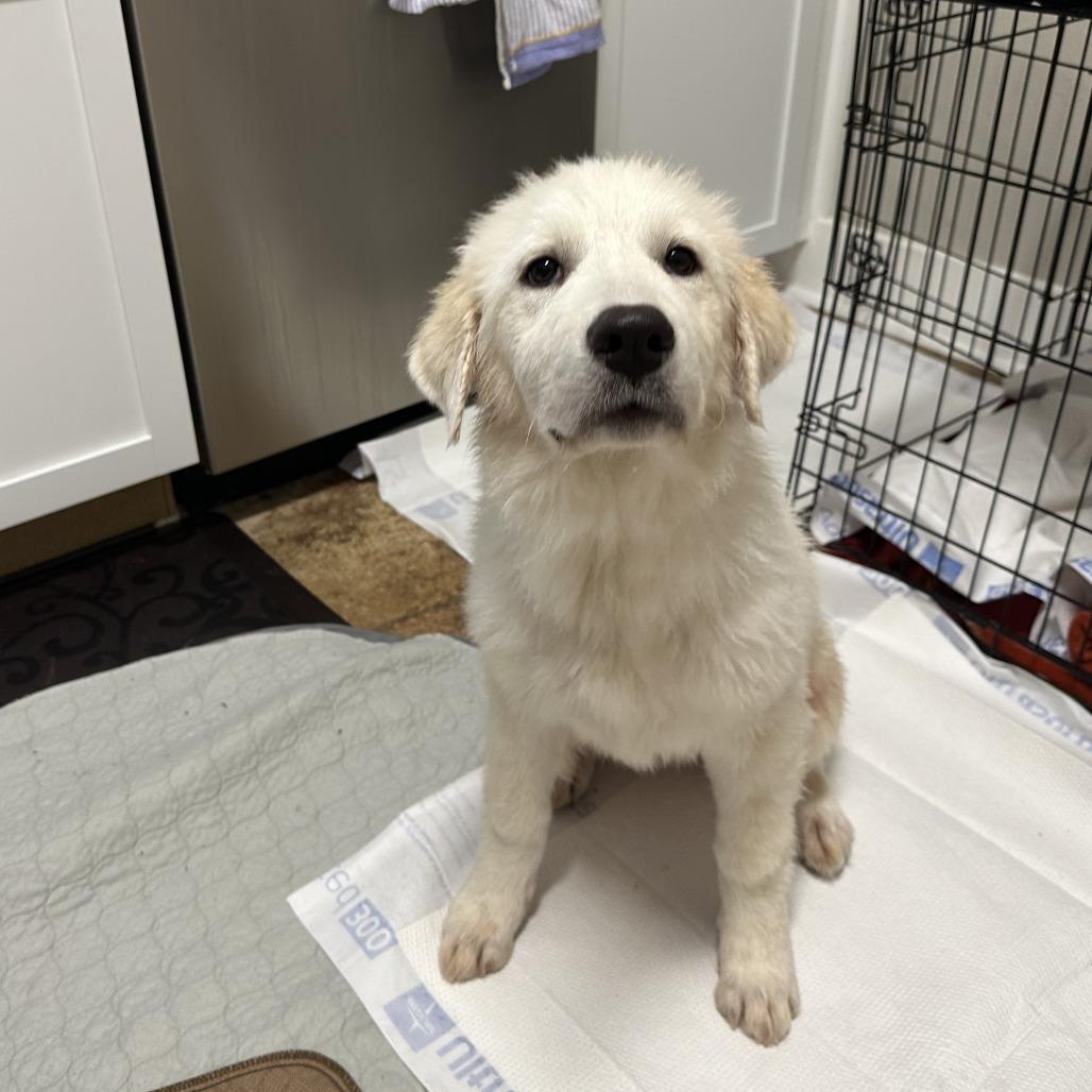 Enlarge Nippet, a Adoptable Great Pyrenees in San Antonio, TX image 5/5