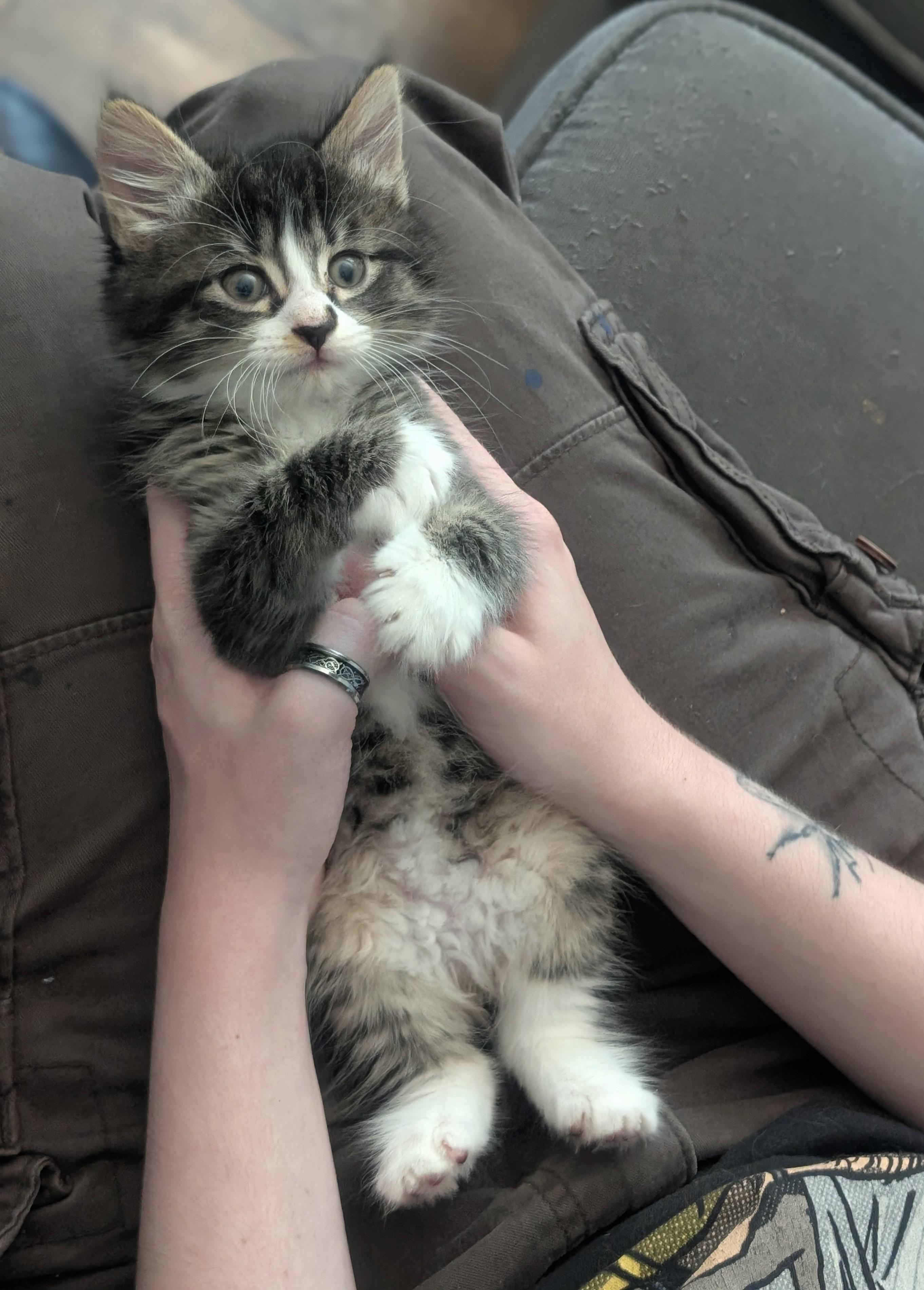 Diva, Baby Female Domestic Medium Hair