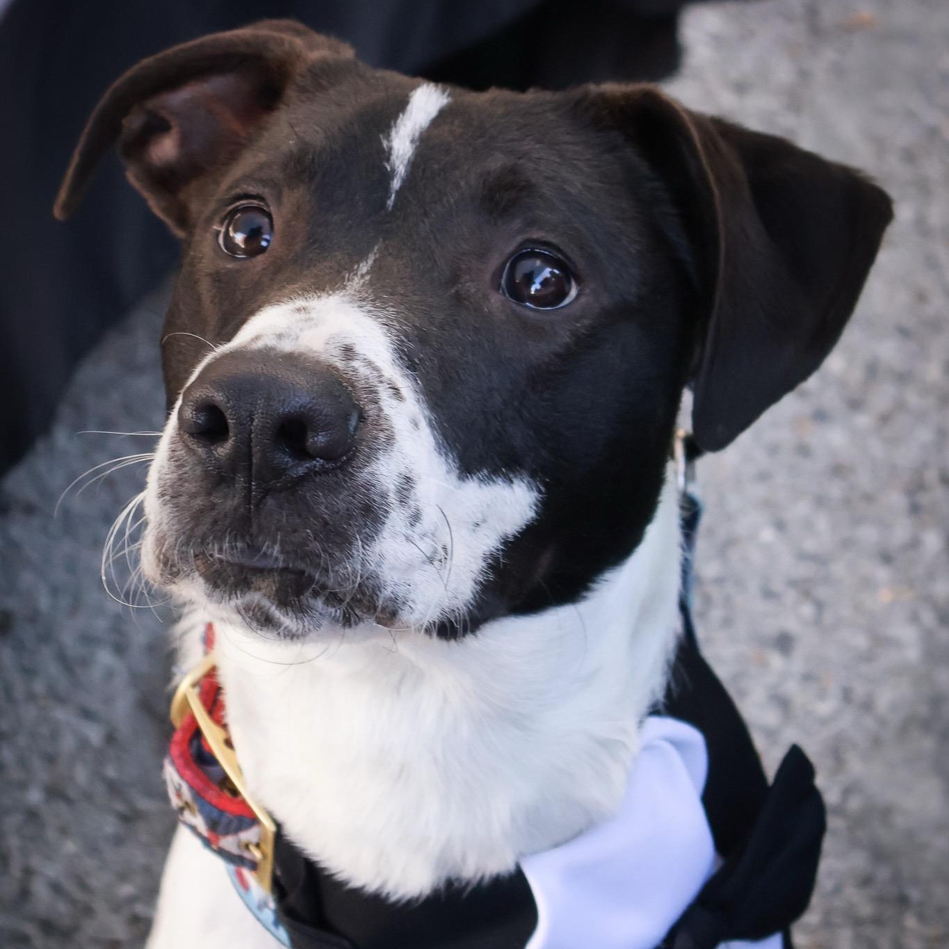 Speckle, a Adoptable mixed breed in Hollister, MO image 3/6
