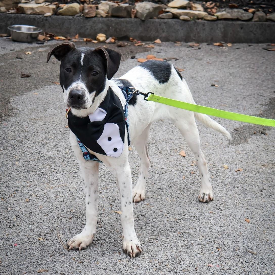 Speckle, Adoptable, Puppy Male Australian Cattle Dog / Blue Heeler.