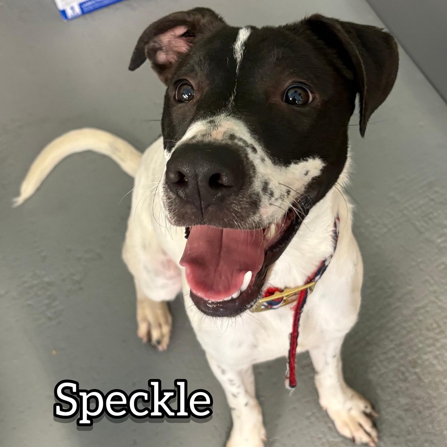 Speckle, a Adoptable mixed breed in Hollister, MO image 5/6