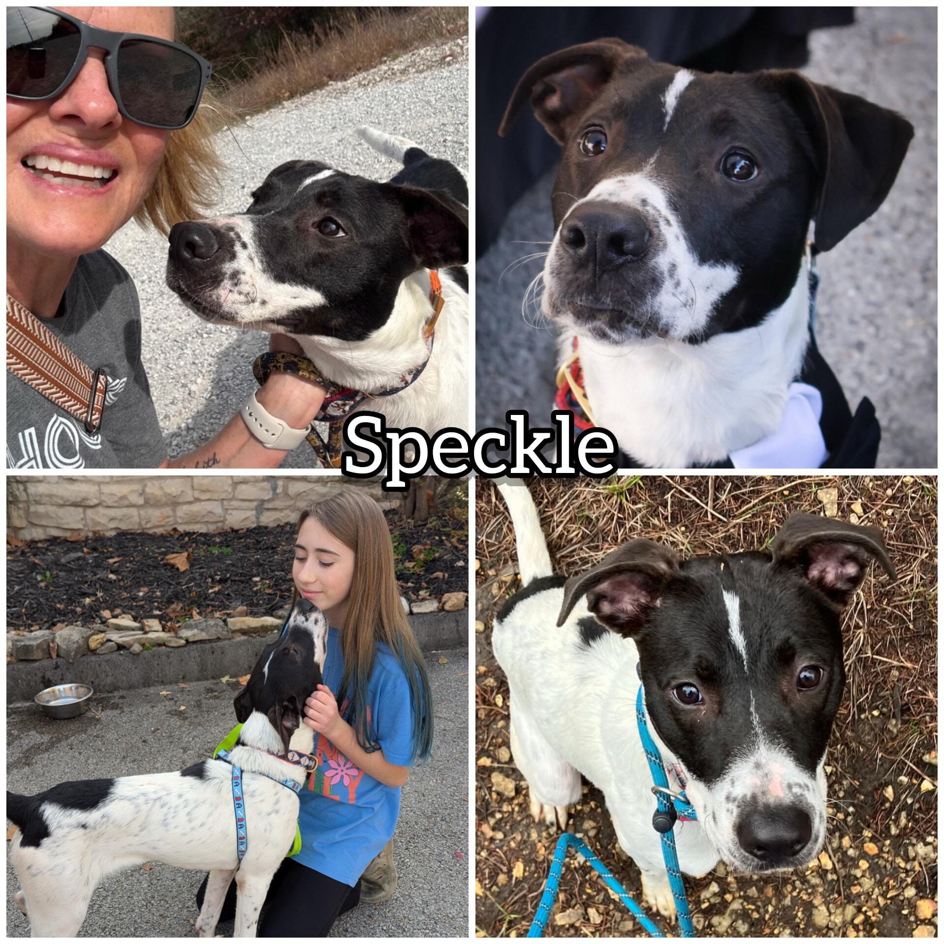 Speckle, a Adoptable mixed breed in Hollister, MO image 1/6
