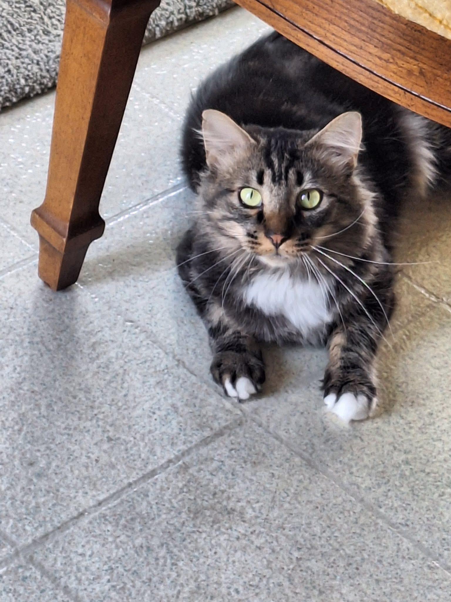 Rico Suave, a Adoptable Domestic Long Hair in Murphysboro, IL image 1/4