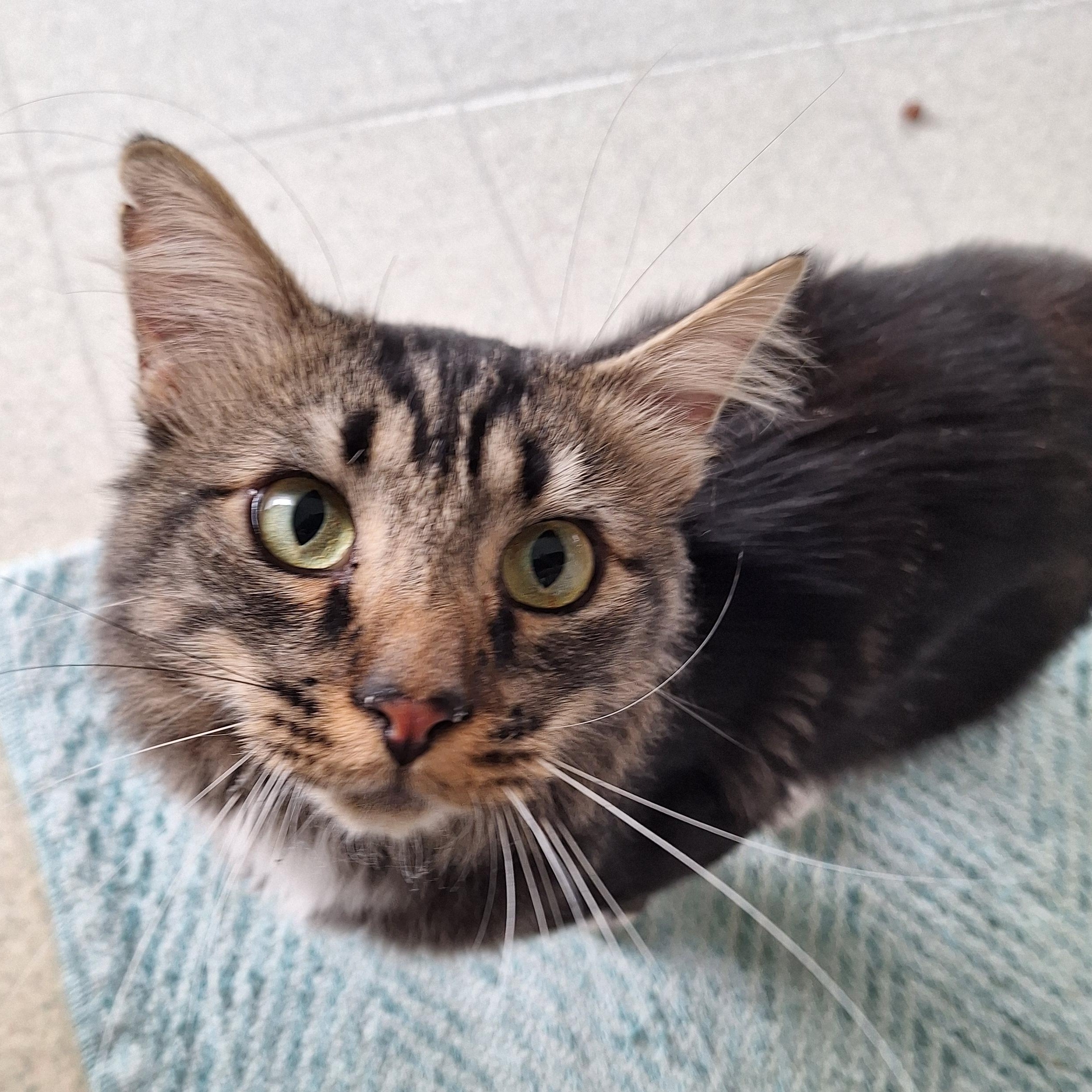 Rico Suave, a Adoptable Domestic Long Hair in Murphysboro, IL image 2/4