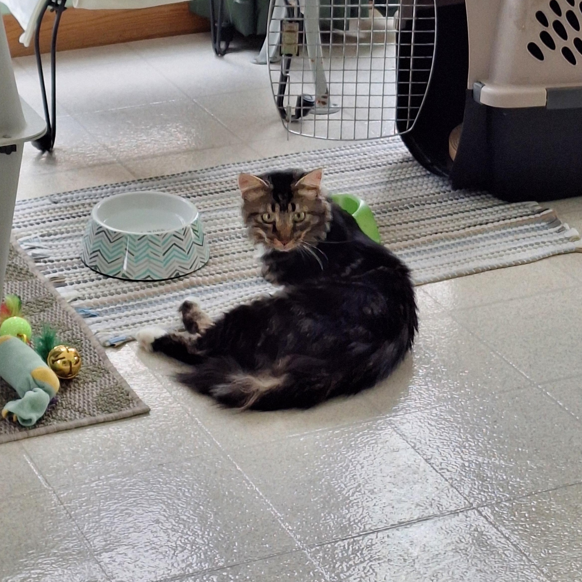 Rico Suave, a Adoptable Domestic Long Hair in Murphysboro, IL image 3/4