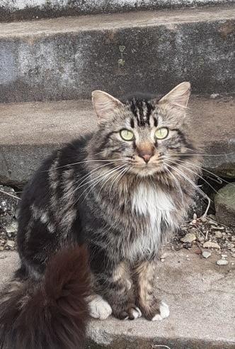 Rico Suave, a Adoptable Domestic Long Hair in Murphysboro, IL image 4/4