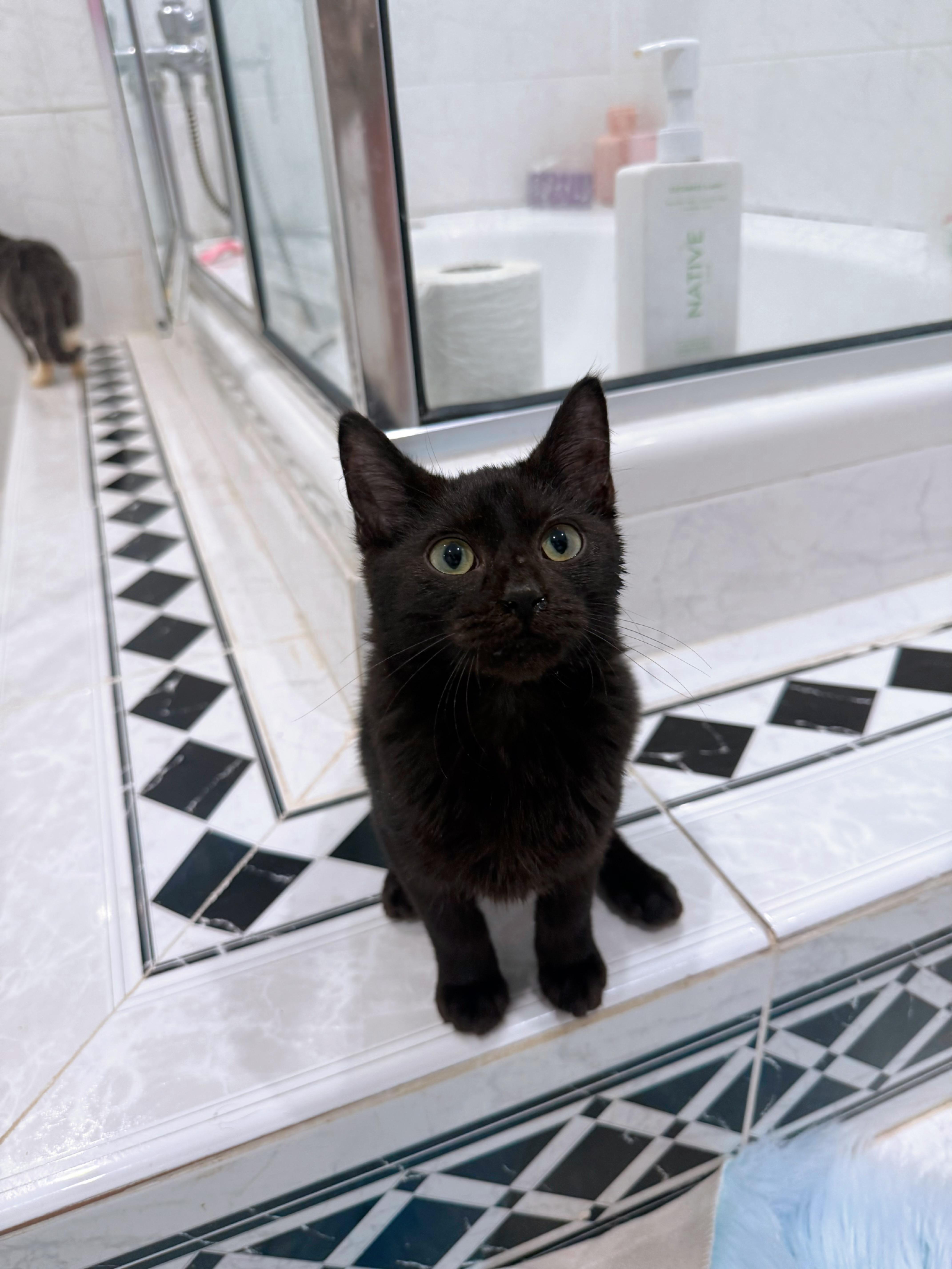 Enlarge Mario, a Adopted Domestic Short Hair in Manchester By The Sea, MA image 5/5