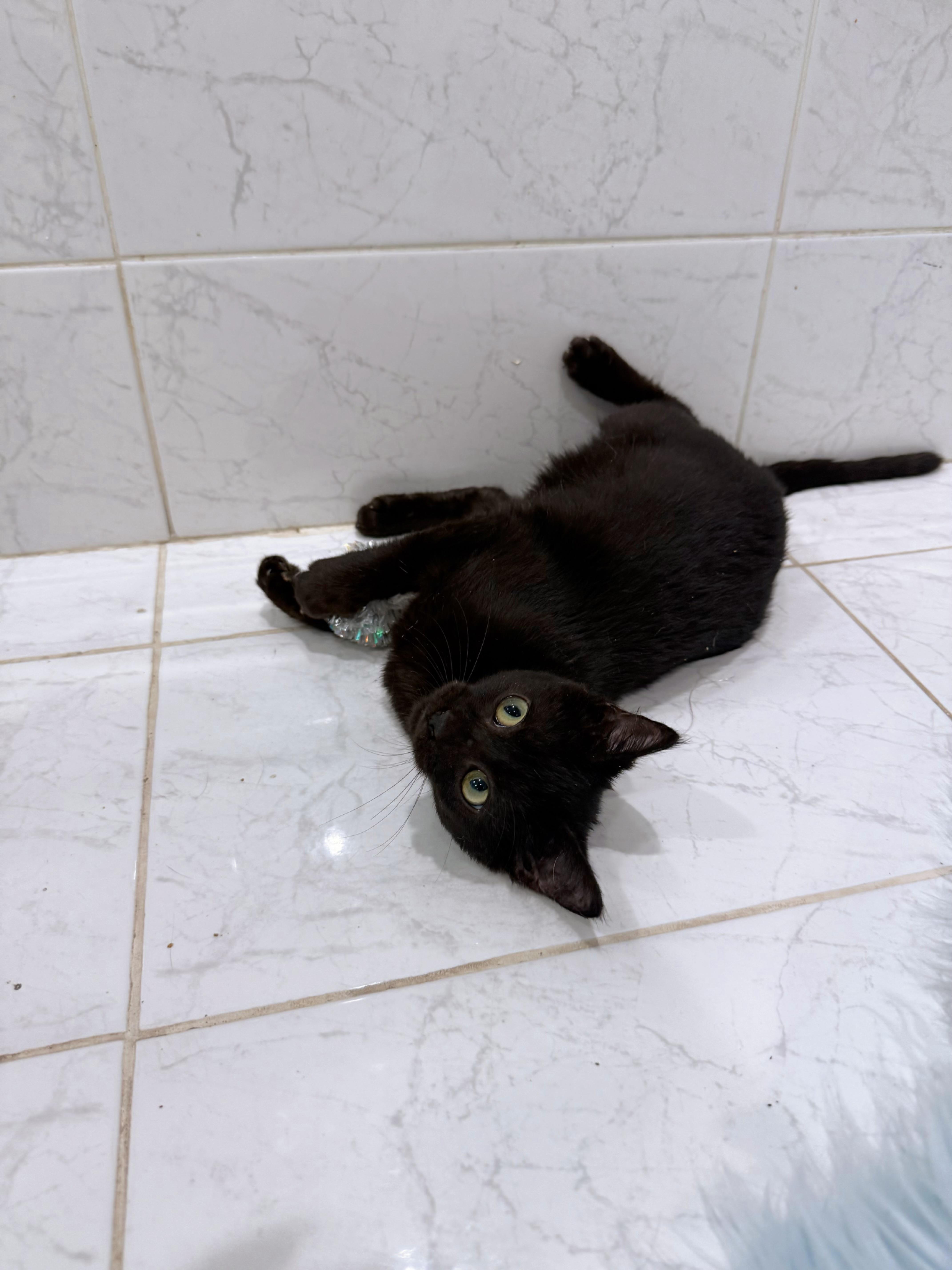 Enlarge Mario, a Adopted Domestic Short Hair in Manchester By The Sea, MA image 3/5