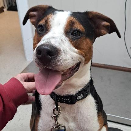 Humphrey, Adoptable, Young Male Hound & Pit Bull Terrier.