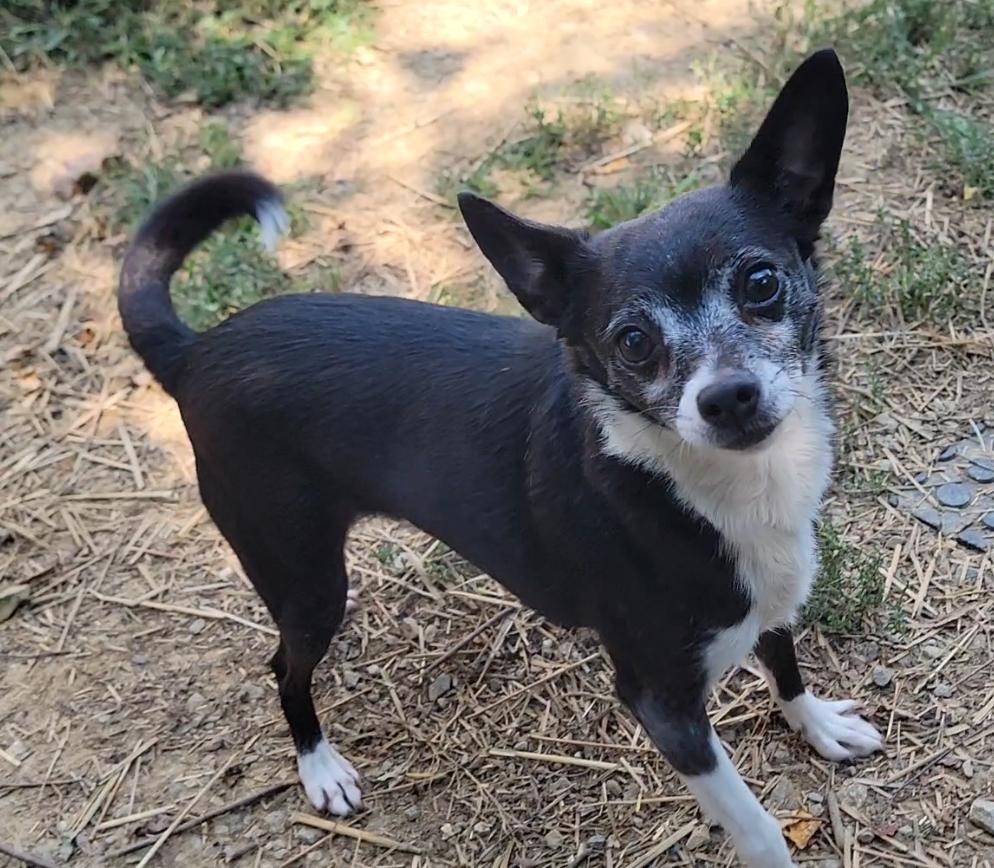 Enlarge Spot & Tip - A 2-pup-for-1 deal, a Adoptable Chihuahua in Mount Sterling, KY image 6/6