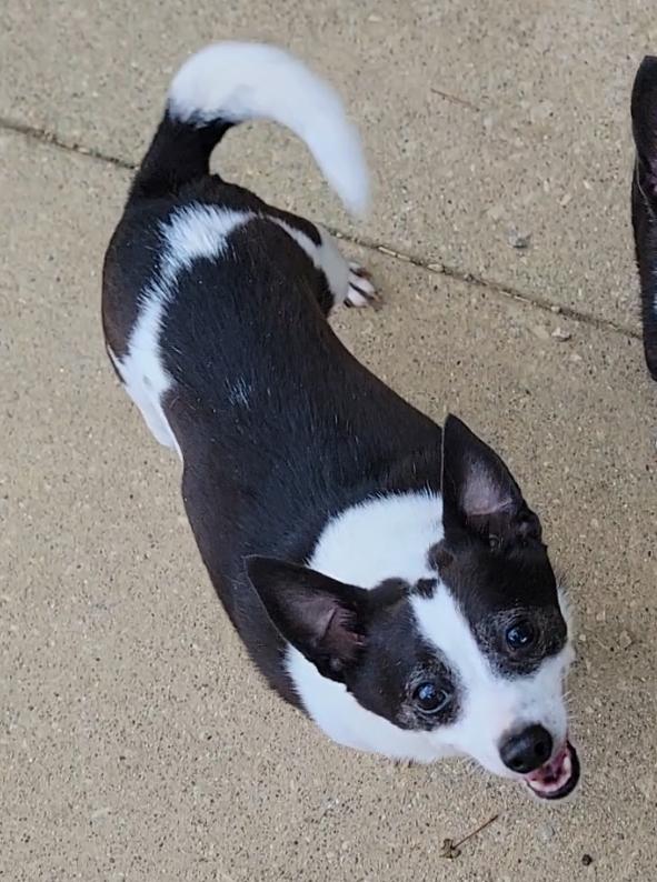 Enlarge Spot & Tip - A 2-pup-for-1 deal, a Adoptable Chihuahua in Mount Sterling, KY image 5/6