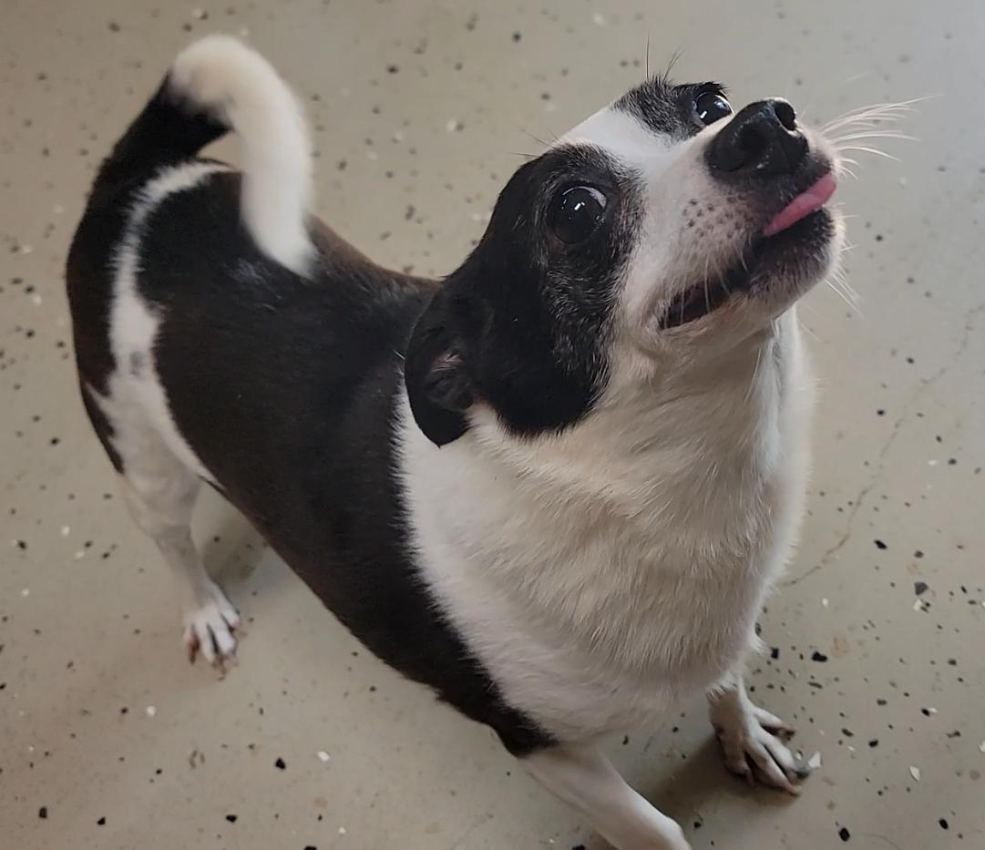 Enlarge Spot & Tip - A 2-pup-for-1 deal, a Adoptable Chihuahua in Mount Sterling, KY image 3/6