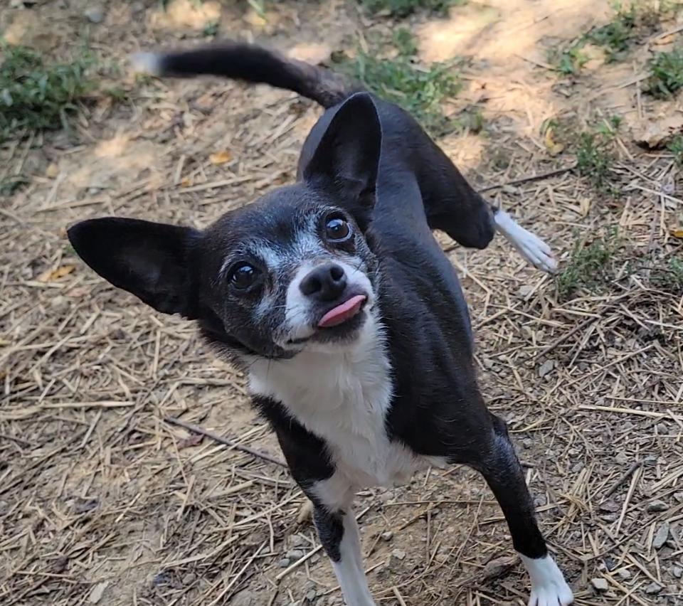 Enlarge Spot & Tip - A 2-pup-for-1 deal, a Adoptable Chihuahua in Mount Sterling, KY image 4/6