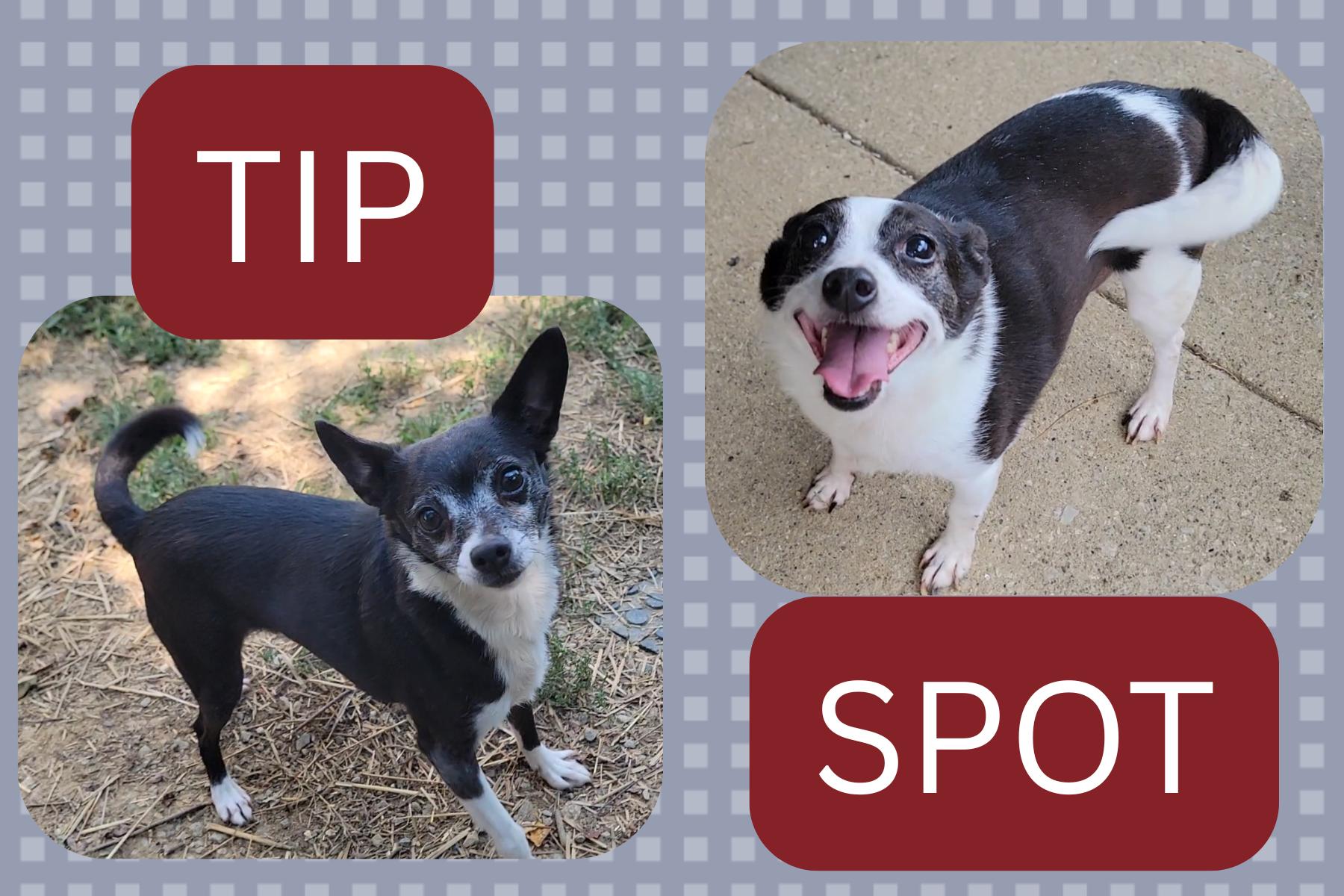 Spot & Tip - A 2-pup-for-1 deal, Adoptable, Adult Male Chihuahua.