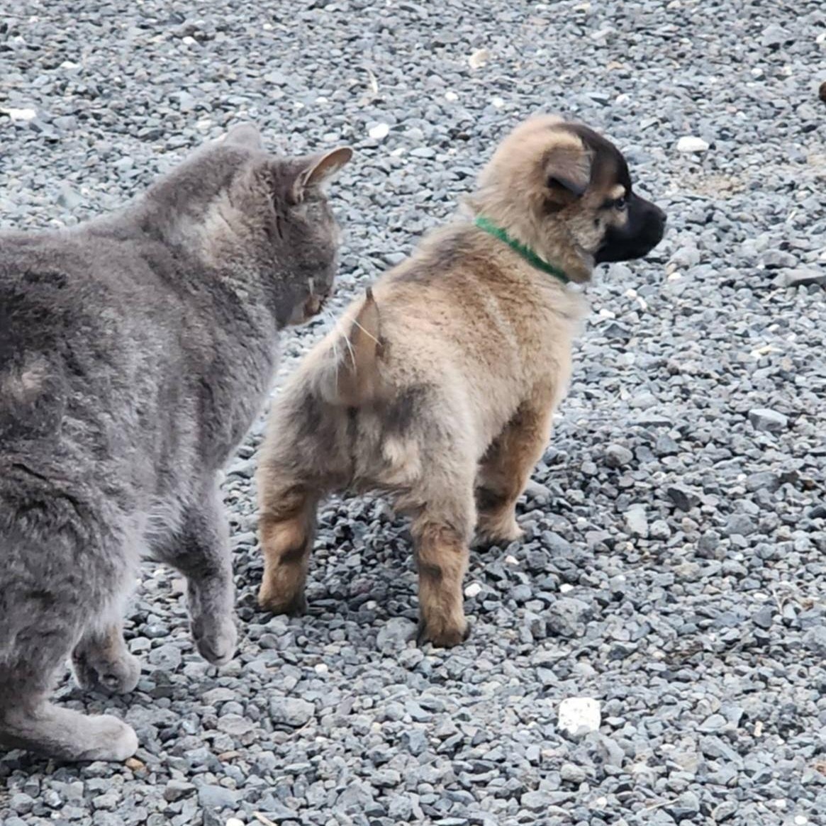 Clover, an adopted mixed breed in Seattle, WA image 3/5