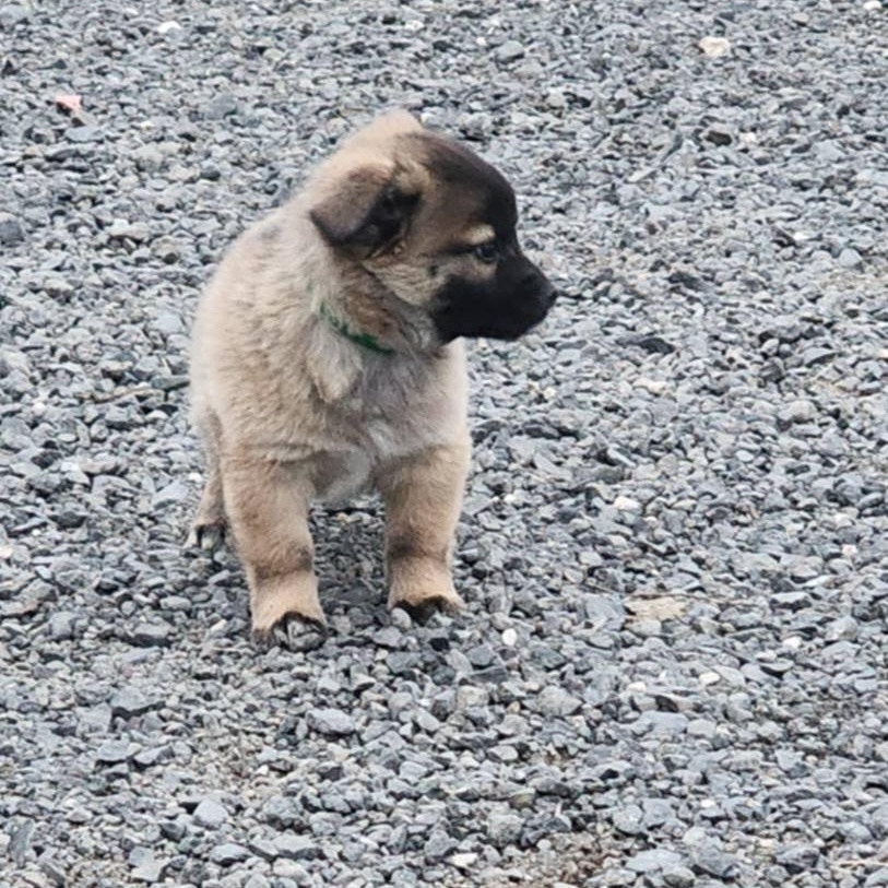 Clover, an adopted mixed breed in Seattle, WA image 5/5