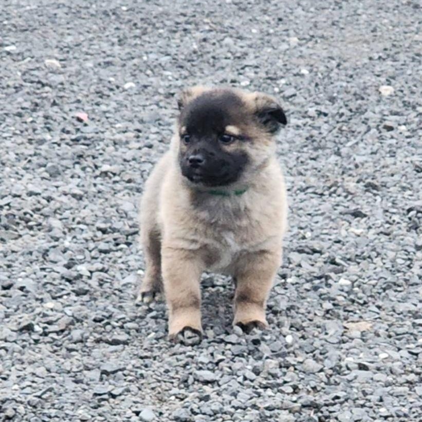 Clover, an adopted mixed breed in Seattle, WA image 1/5