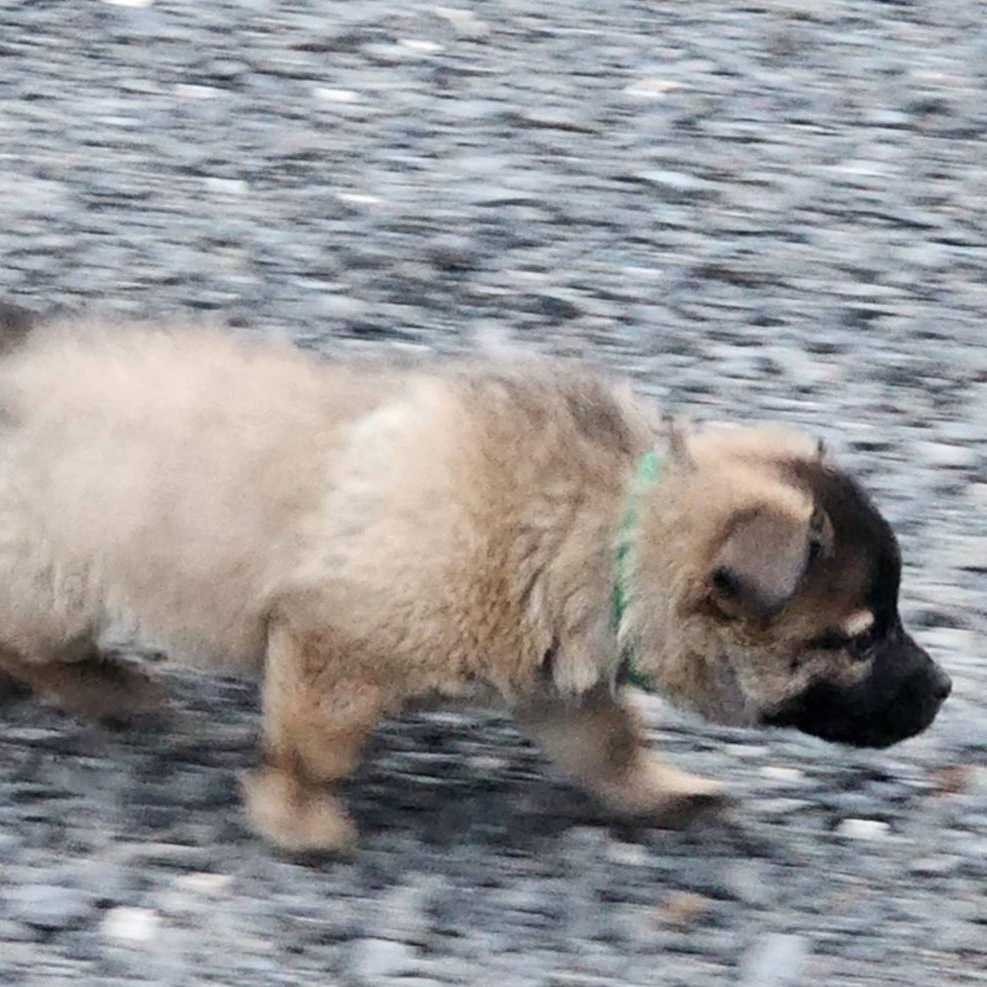 Clover, an adopted mixed breed in Seattle, WA image 4/5