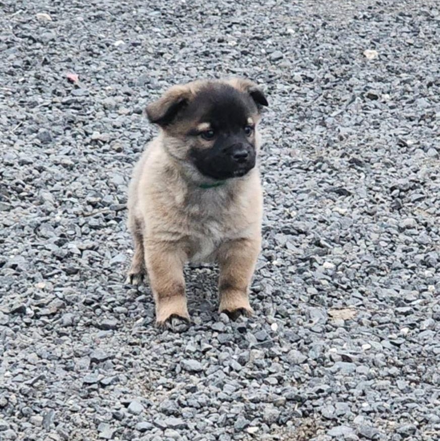 Clover, an adopted mixed breed in Seattle, WA image 2/5