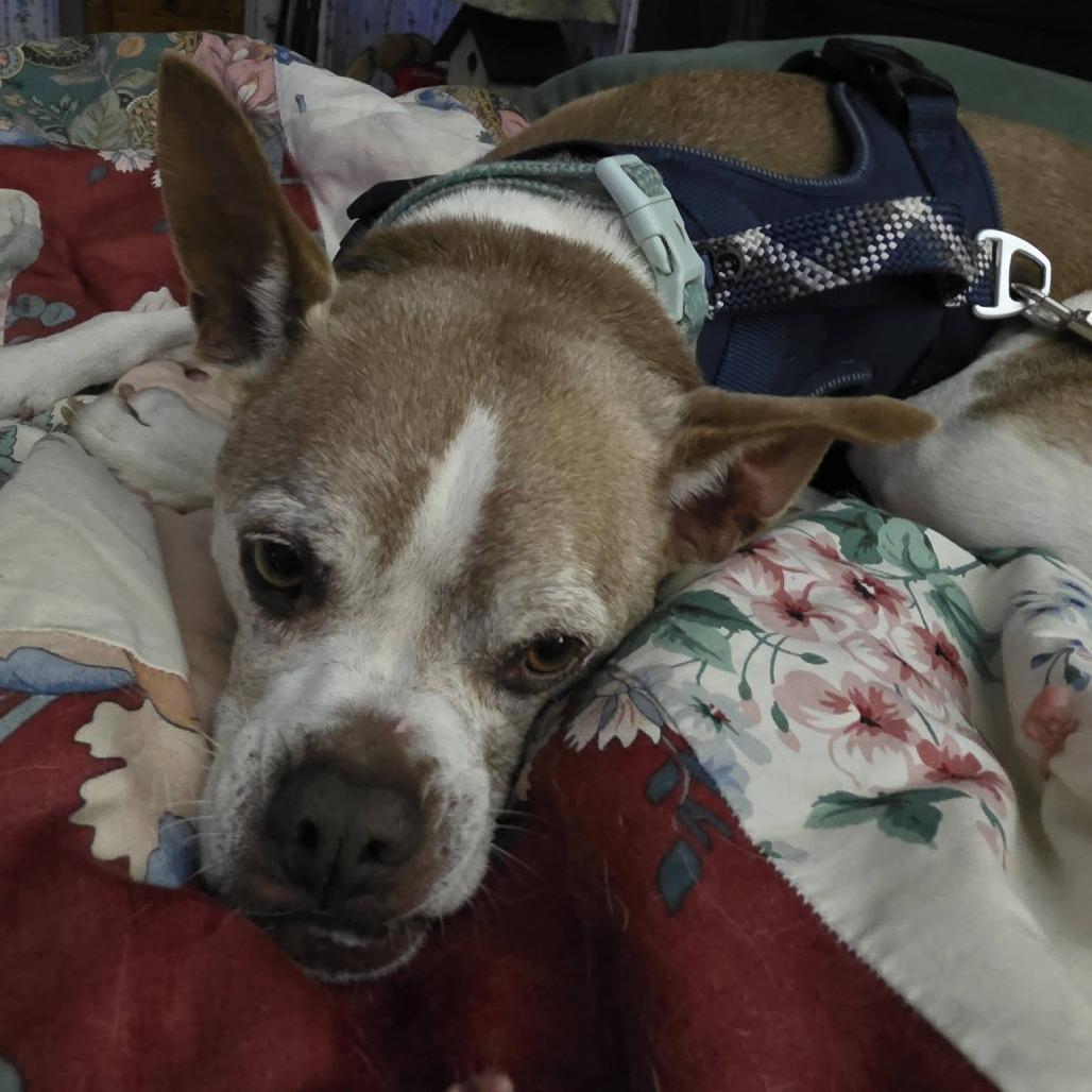 Chester, a Adoptable mixed breed in Saint Cloud, MN image 1/6