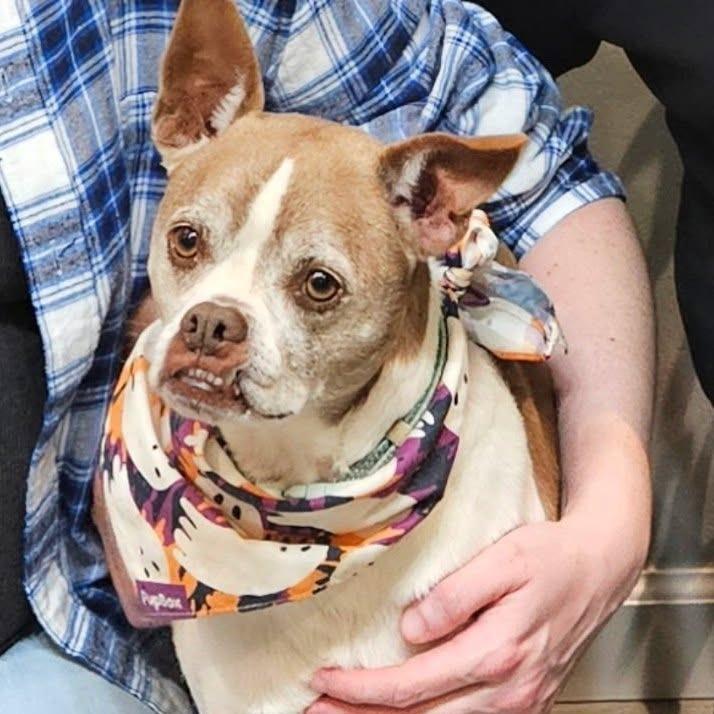Chester, a Adoptable mixed breed in Saint Cloud, MN image 2/6