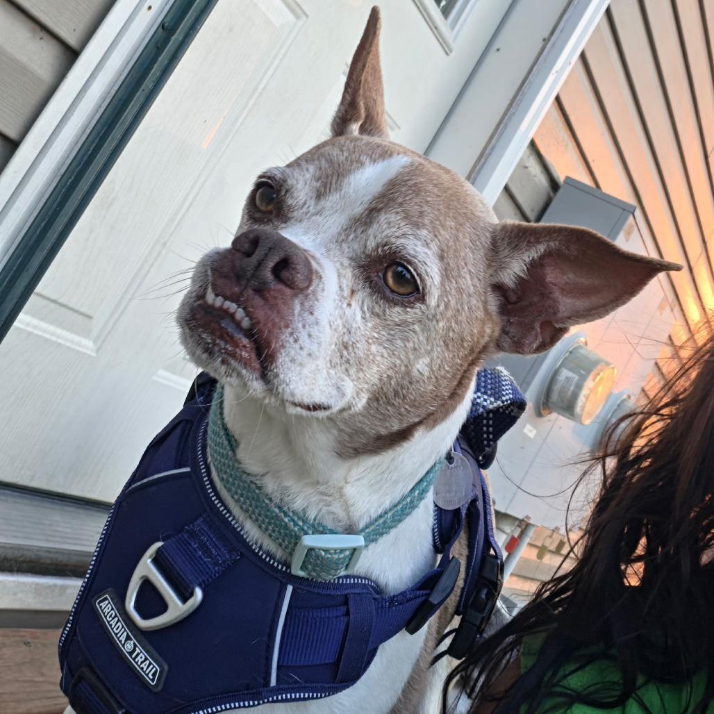 Chester, a Adoptable mixed breed in Saint Cloud, MN image 3/6