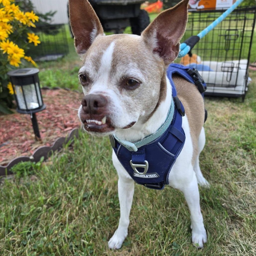 Chester, a Adoptable mixed breed in Saint Cloud, MN image 4/6