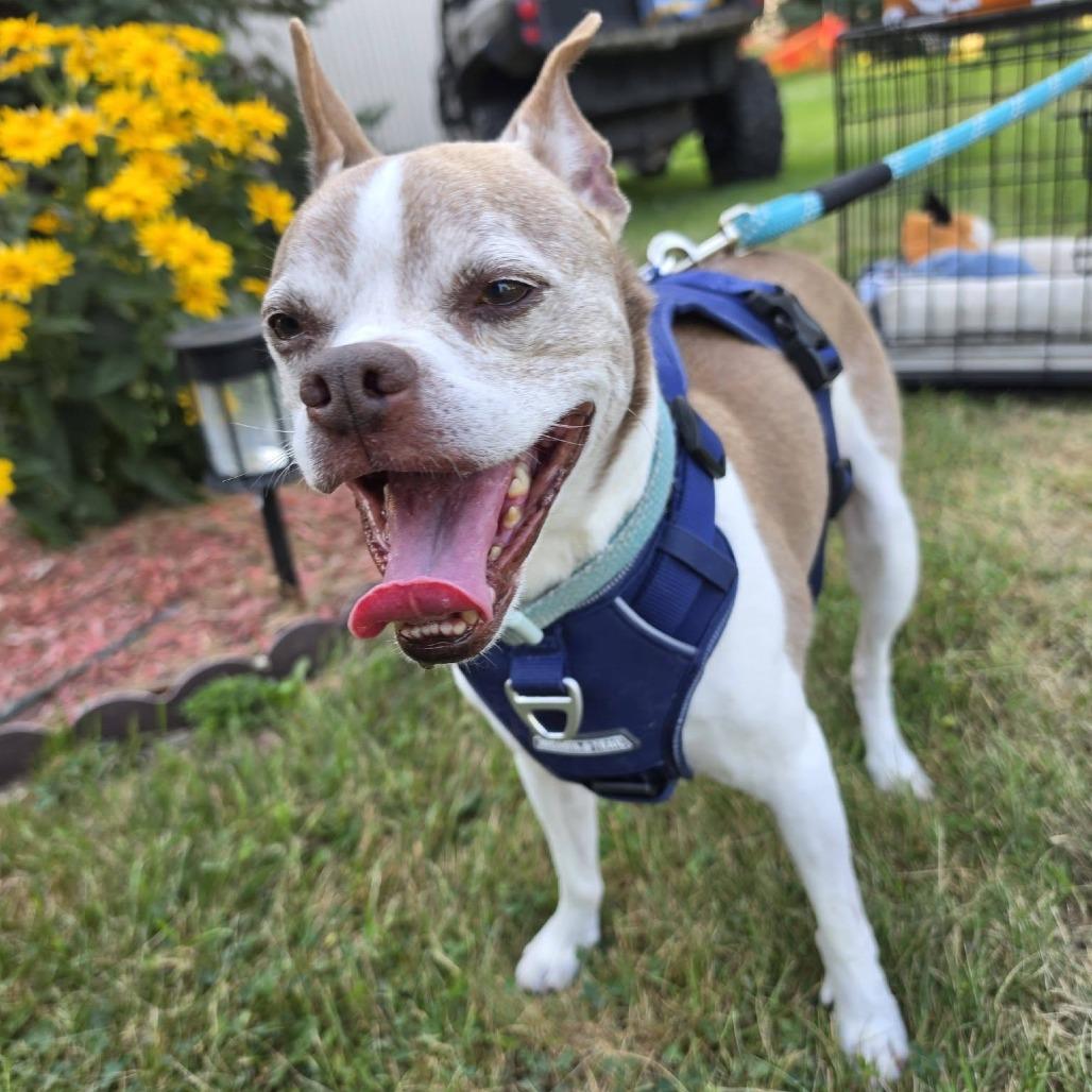 Chester, a Adoptable mixed breed in Saint Cloud, MN image 5/6