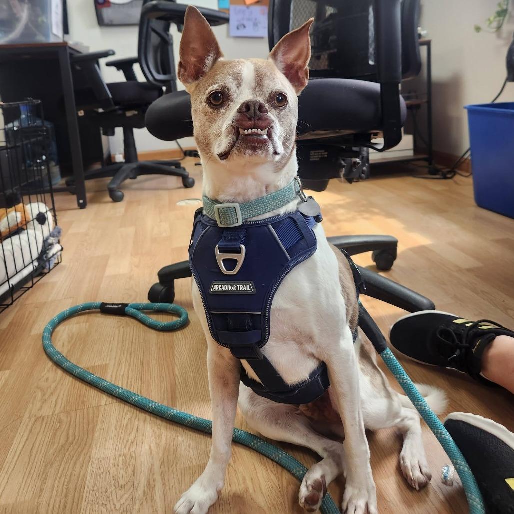 Chester, a Adoptable mixed breed in Saint Cloud, MN image 6/6