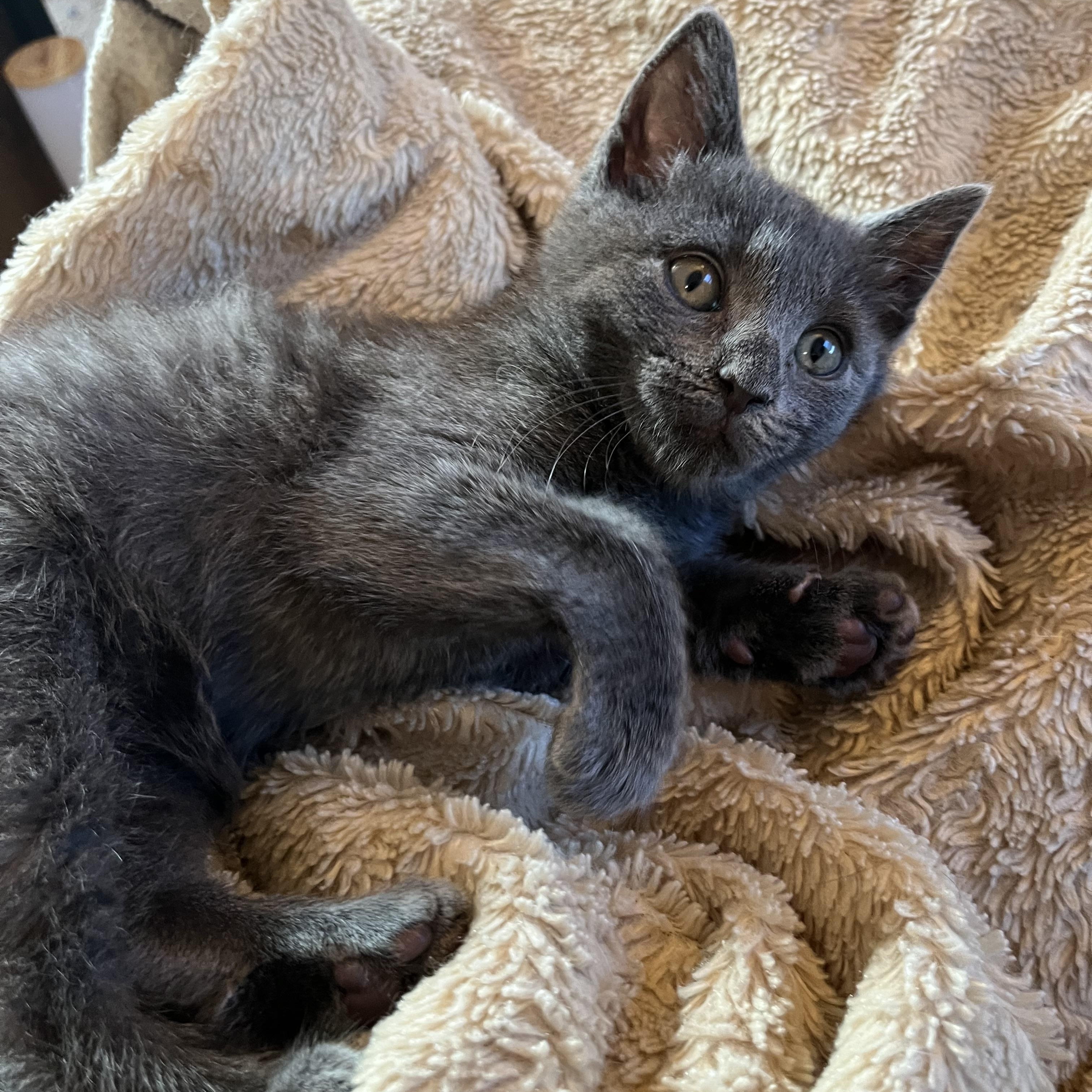 Gizmo, a ADOPTABLE Domestic Short Hair in Elkton, MD image 1/4