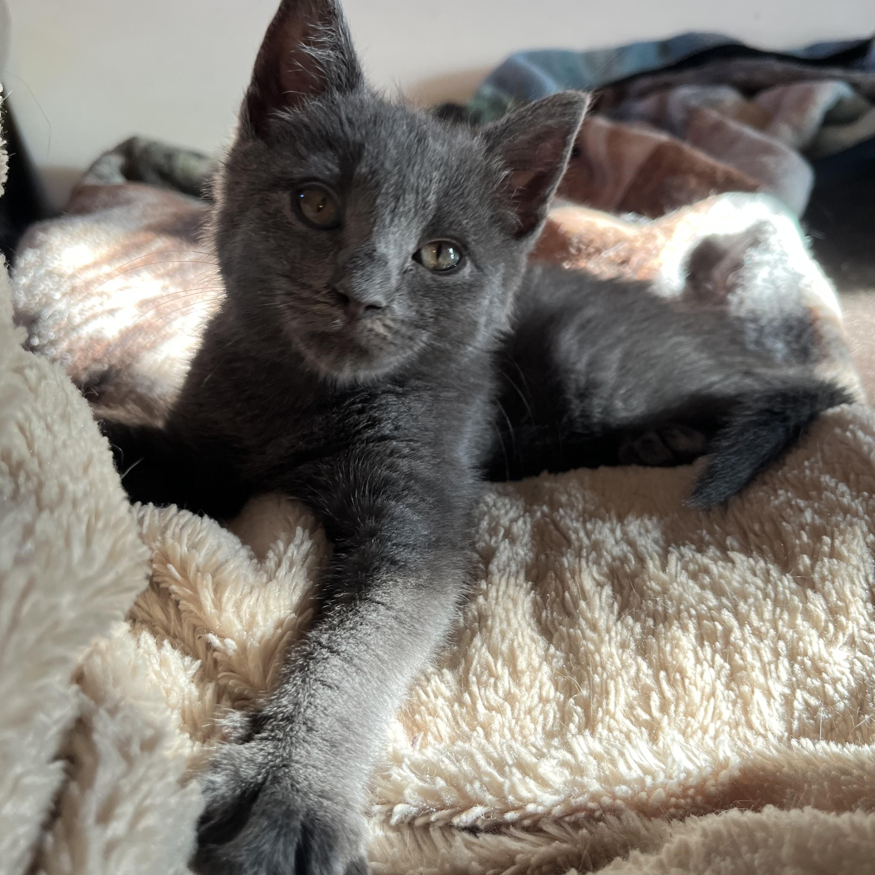 Gizmo, a ADOPTABLE Domestic Short Hair in Elkton, MD image 2/4