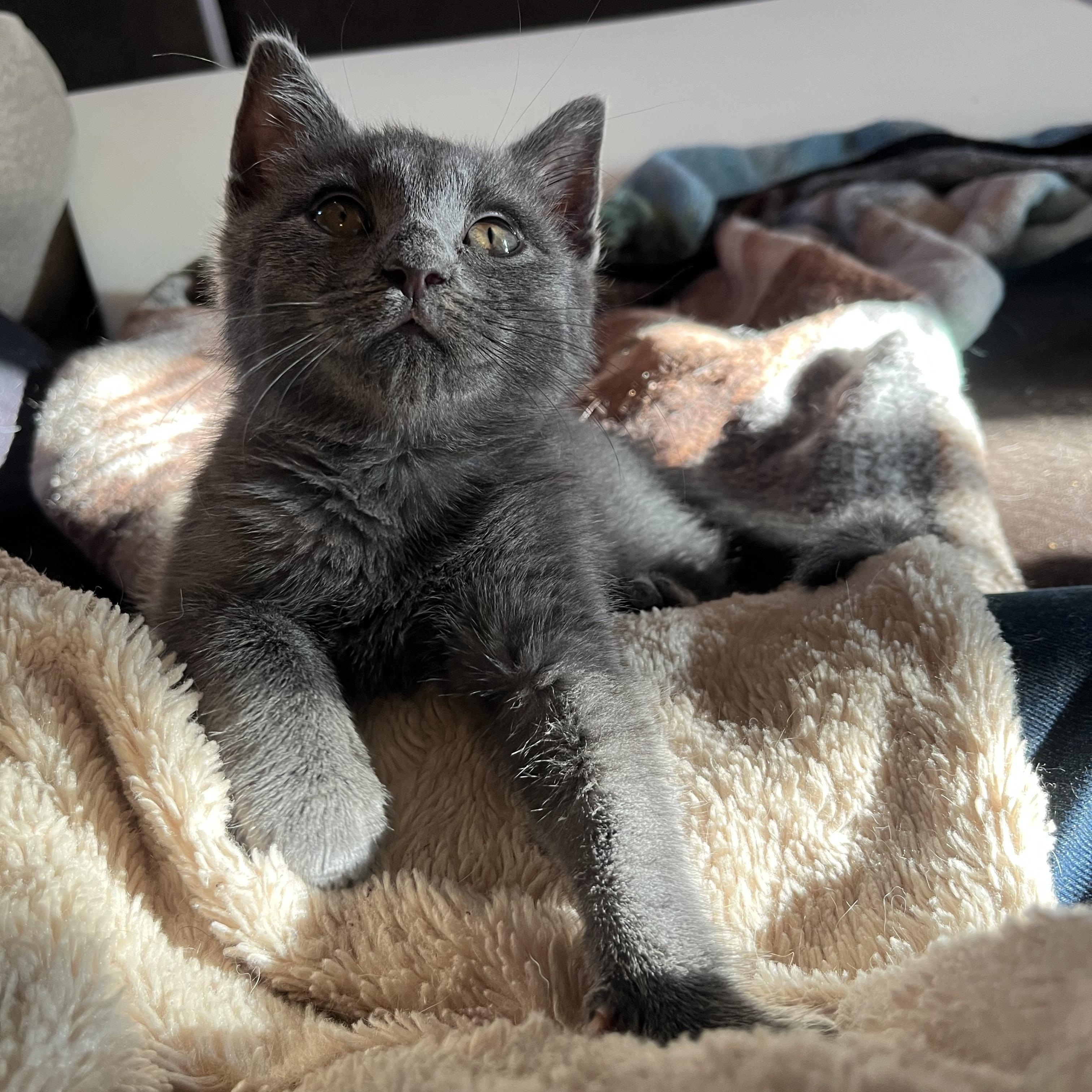Gizmo, a ADOPTABLE Domestic Short Hair in Elkton, MD image 4/4