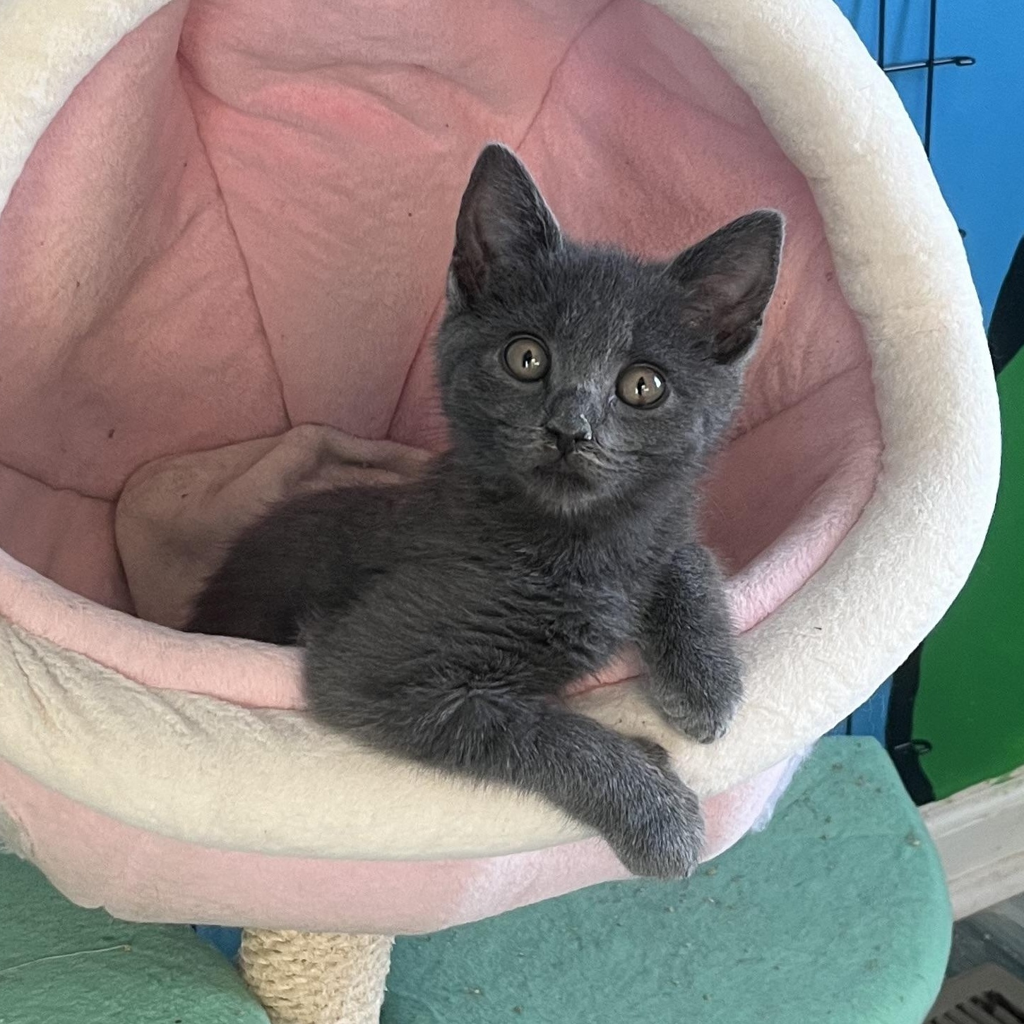 Gizmo, a ADOPTABLE Domestic Short Hair in Elkton, MD image 3/4