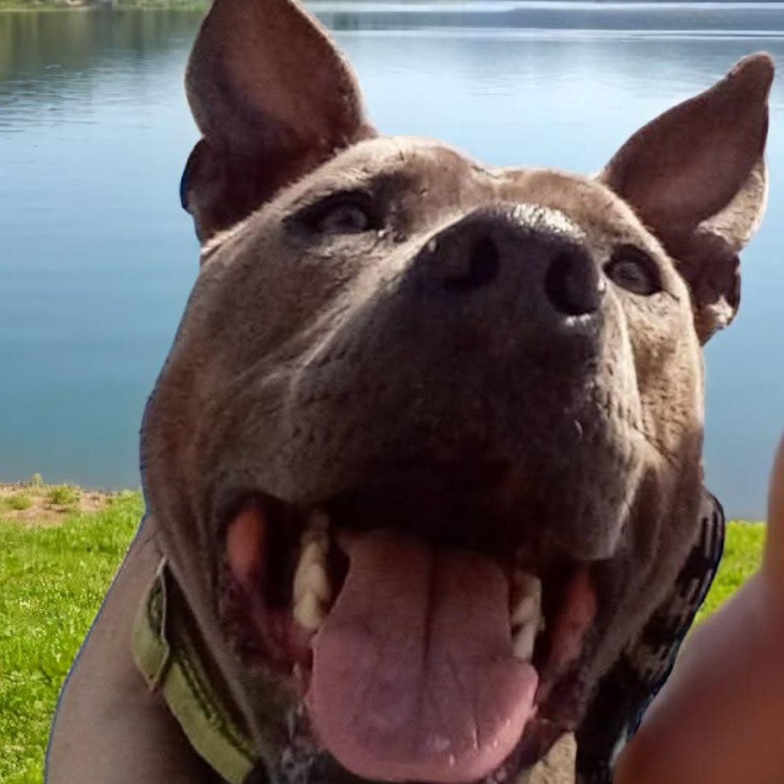 Hamlet, a Adoptable mixed breed in Washington Township, OH image 2/4