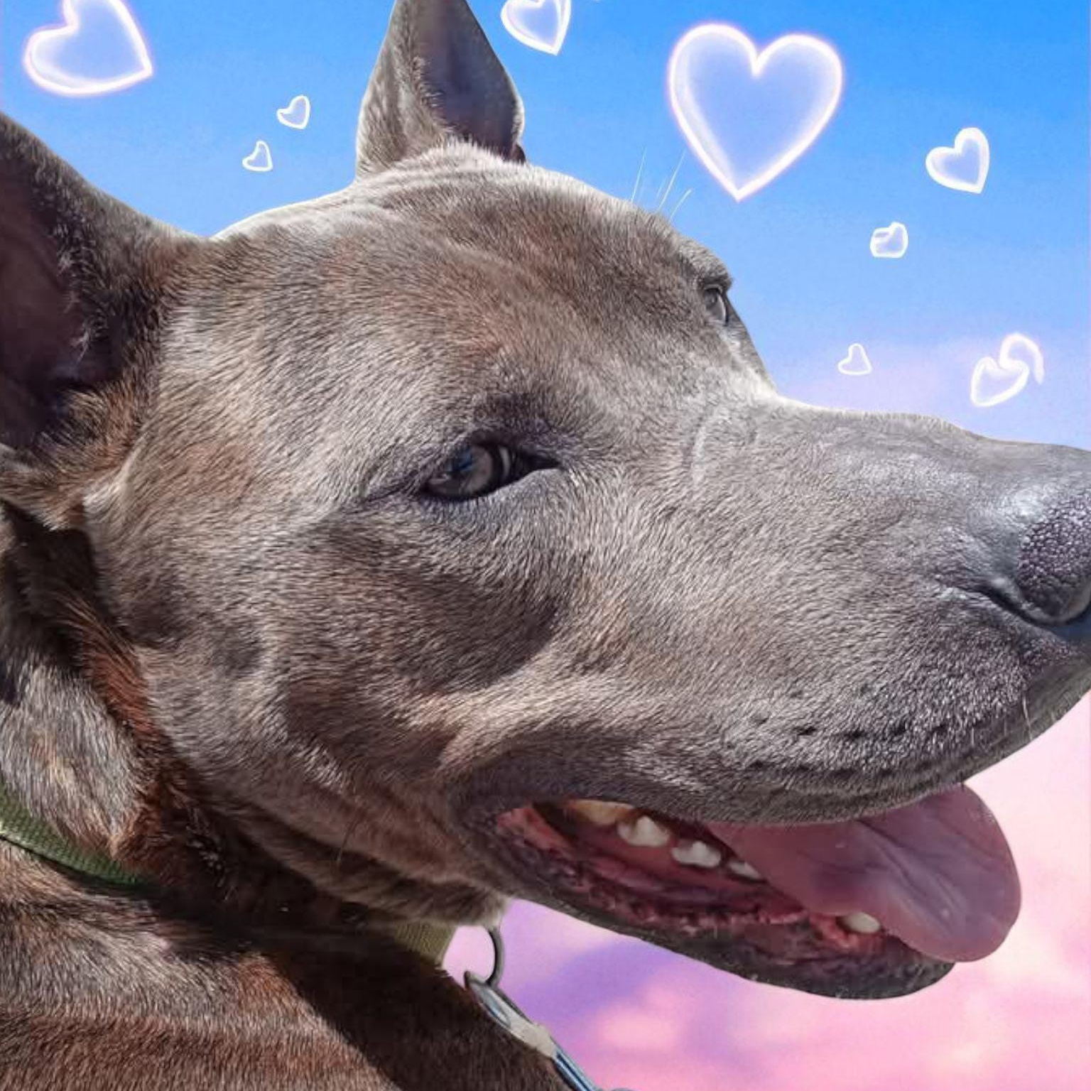 Hamlet, a Adoptable mixed breed in Washington Township, OH image 4/4