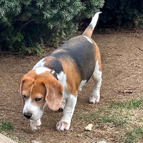 Enlarge Dakota, a ADOPTABLE Beagle in Toledo, OH image 4/6