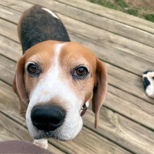 Enlarge Dakota, a ADOPTABLE Beagle in Toledo, OH image 3/6