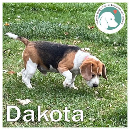 Dakota, ADOPTABLE, Adult Male Beagle.