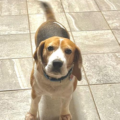 Enlarge Dakota, a ADOPTABLE Beagle in Toledo, OH image 2/6