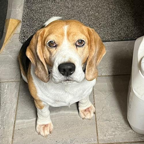 Enlarge Dakota, a ADOPTABLE Beagle in Toledo, OH image 5/6