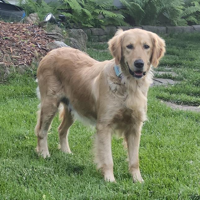 Enlarge Ella (26-087), a Adoptable Golden Retriever in Minnetonka, MN image 3/5