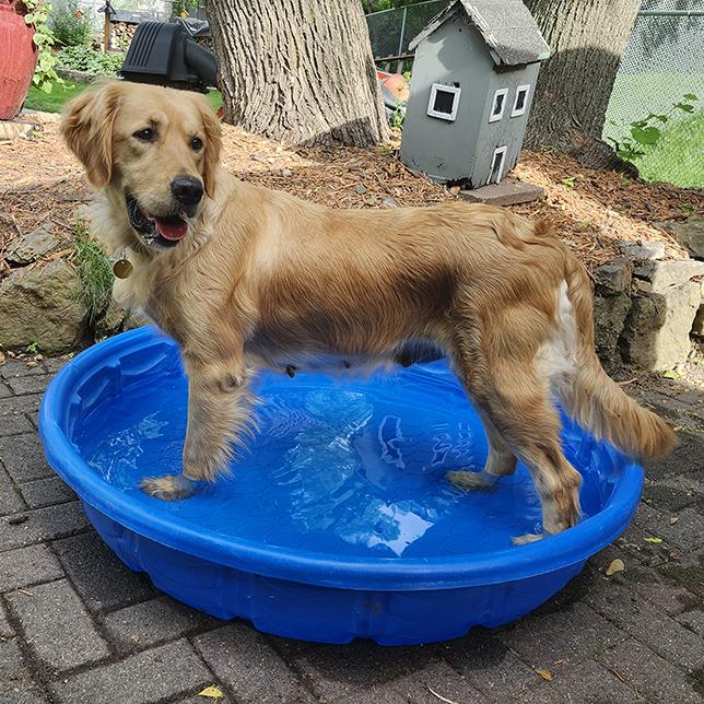 Enlarge Ella (26-087), a Adoptable Golden Retriever in Minnetonka, MN image 5/5
