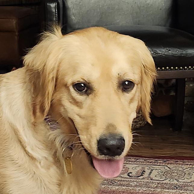 Enlarge Ella (26-087), a Adoptable Golden Retriever in Minnetonka, MN image 2/5